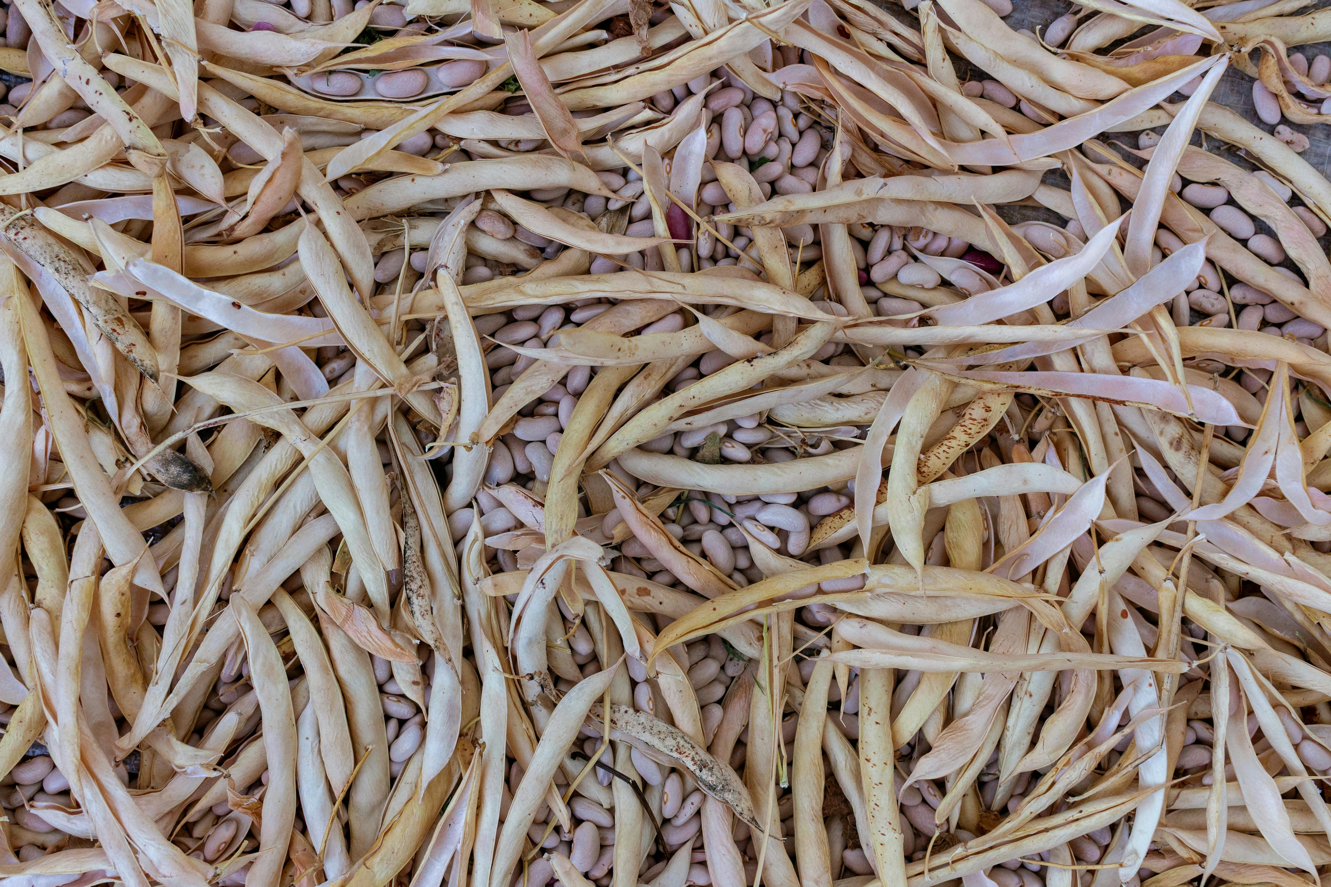 So Many Bean Flowers, But No Beans? Here's Why (And What I'm Doing Differently)
