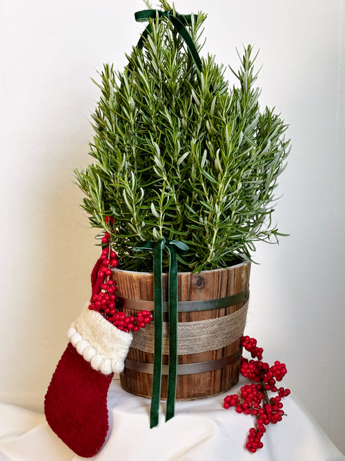 Rosemary Gift Tree