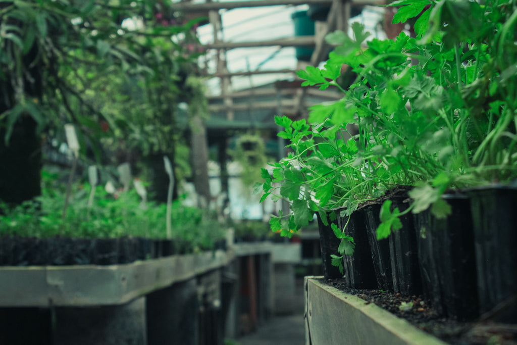 Fresh green herb plants growing in pots in a greenhouse — organic kitchen garden cultivation