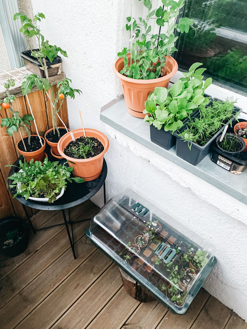 Various potted herbs and plants on a windowsill at home — a cozy kitchen garden